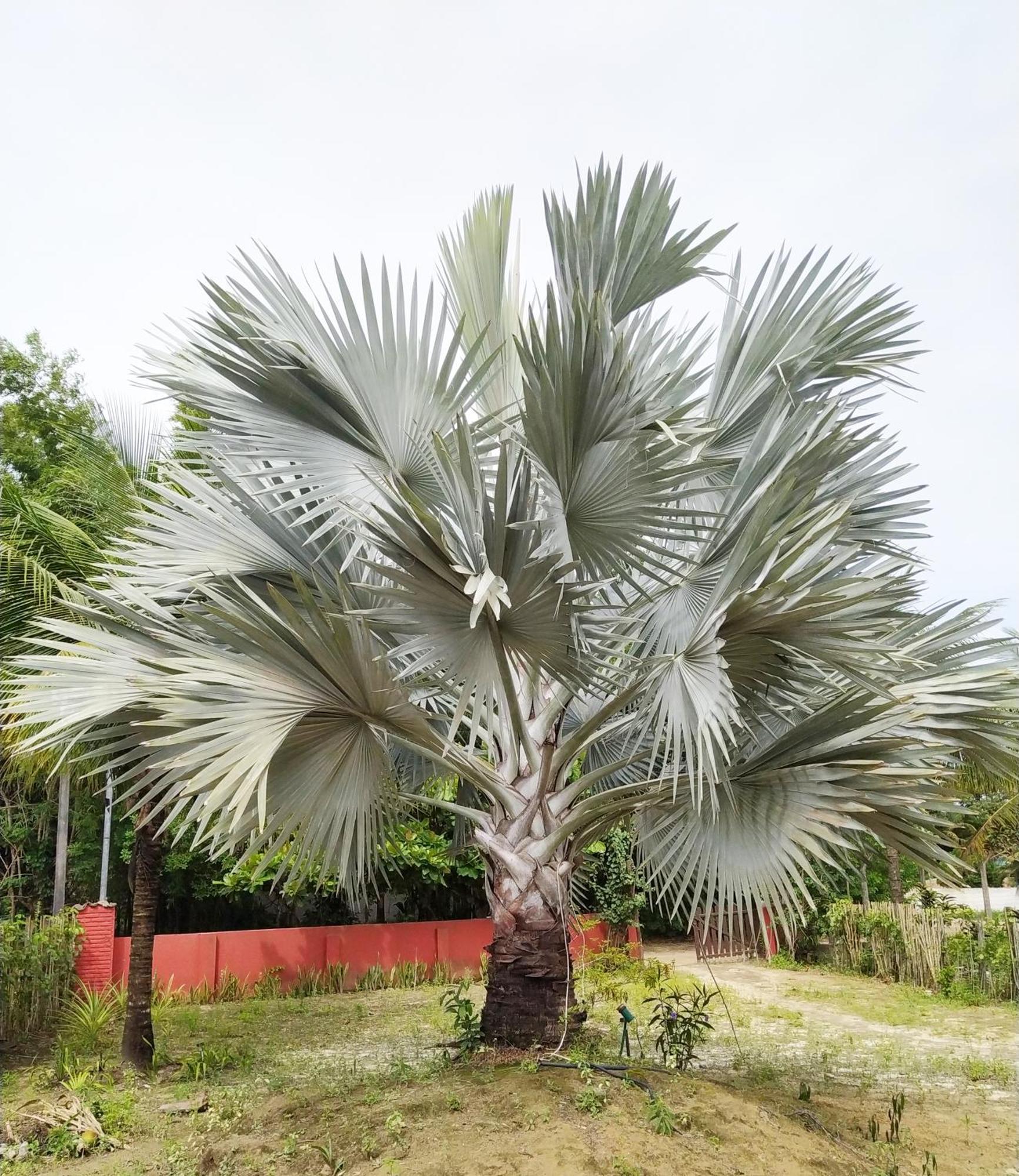 Casa Cumuruxatiba, Natureza E Charme Esterno foto